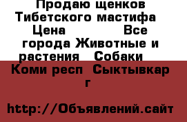 Продаю щенков Тибетского мастифа › Цена ­ 45 000 - Все города Животные и растения » Собаки   . Коми респ.,Сыктывкар г.
